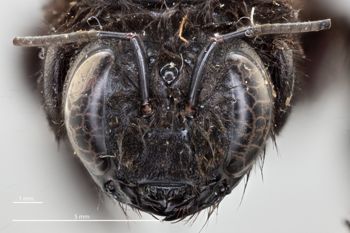 Media type: image;   Entomology 810636 Aspect: head frontal view
